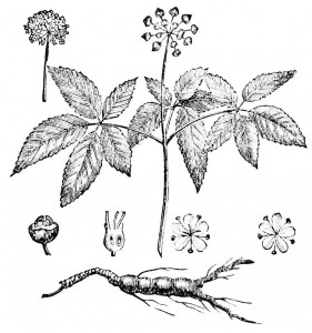 Ginseng Plant